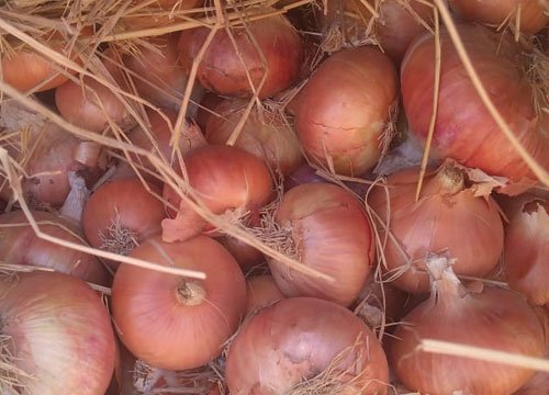 onions