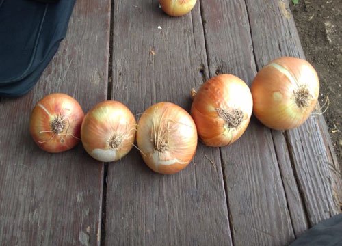 White onions