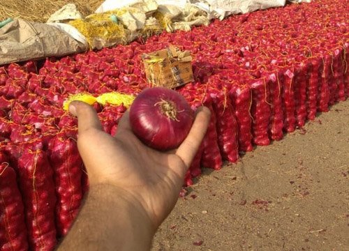 Red onions