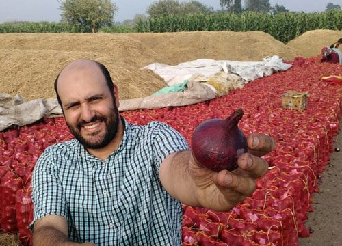 Onion quality