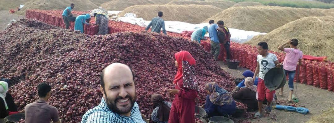 Egyptian onion farm
